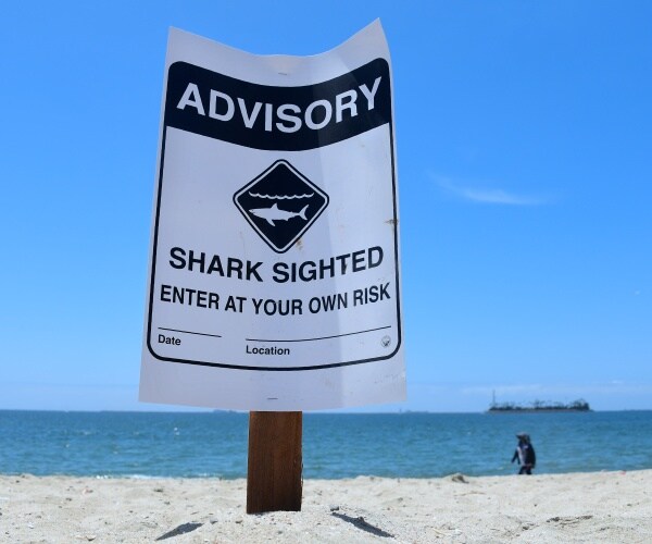 Study: Great White Shark Numbers Increasing Along the Northern California Coast