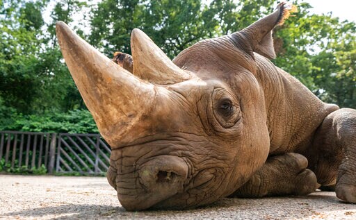 Endangered Rhinos Ready to be Sent from Europe to Rwanda