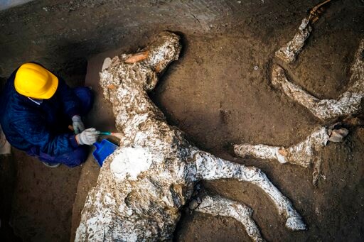 Harnessed Horse Unearthed in Ancient Stable near Pompeii