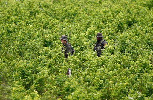 Biden Administration Suspends Satellite Monitoring of Colombian Coca Crops as Cocaine Surges