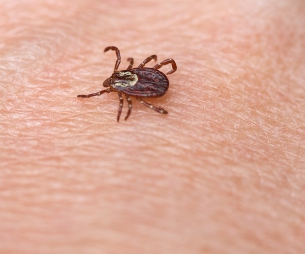 tick on skin