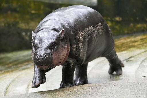 The Thai Zoo Home to Baby Hippo and Internet Sensation Moo Deng Is Patenting the Pygmy