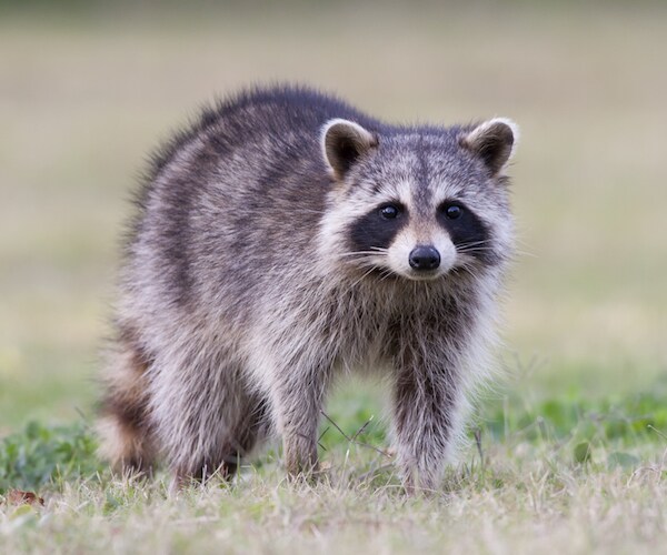 Police Investigate Reports of 'Zombie' Raccoons in Ohio | Newsmax.com