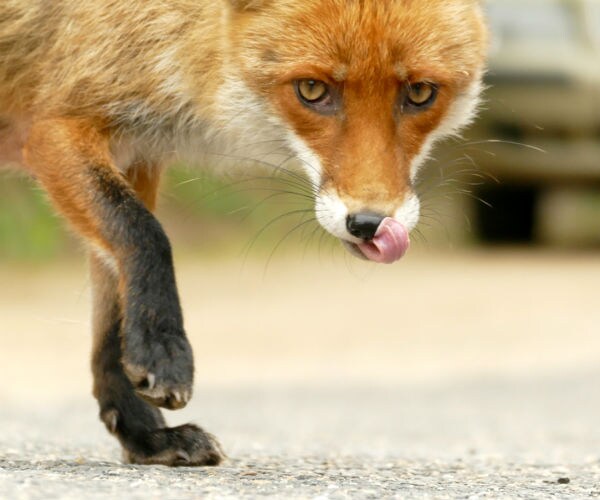 Woman Strangled Rabid Fox as It Attacked Her in Backyard