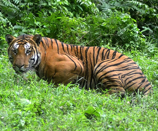 Wildlife Groups Say 41 Tigers Have Died in India This Year