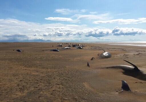 Pilot Whales Strand on Iceland Beach in Group of 50 or More