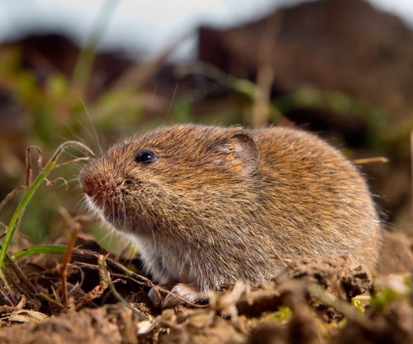 Ancient Europeans Ate Rodents? Researchers Find Roasted Bones