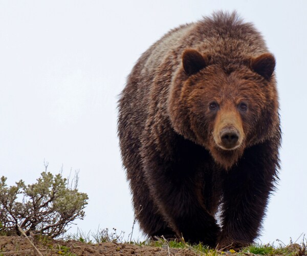 Wyoming Approves Bear Hunt for Yellowstone Area Grizzlies
