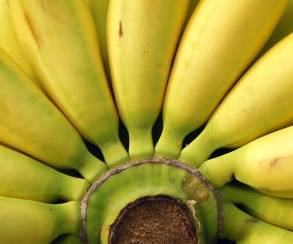 Disease Is Ravaging the $25 Billion Banana Industry