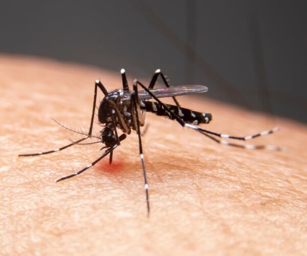 close up of mosquito biting person's skin