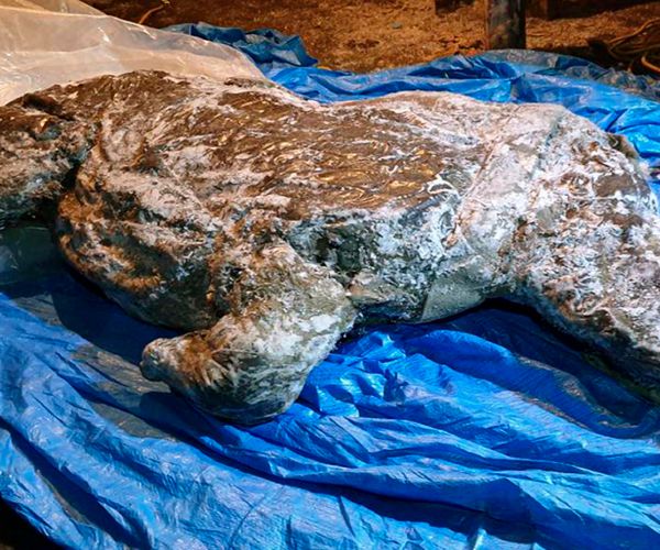 Well-Preserved Ice Age Woolly Rhino Found in Siberia