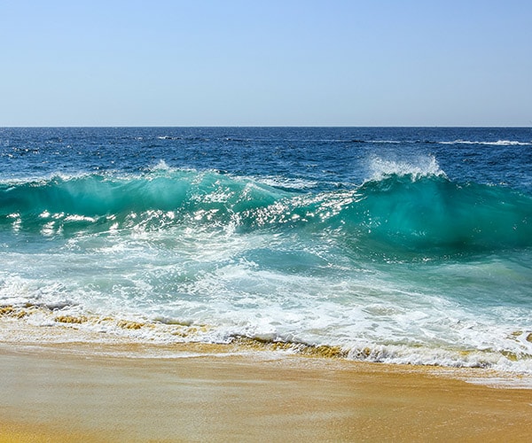 Wolf Island Sea Creature Washes Up, But What Is It?