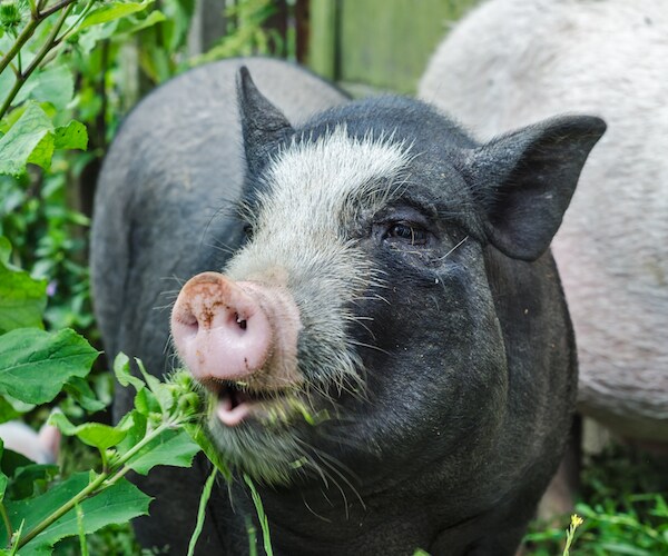 North Ridgeville Police: Pig Picked Up While Following Man Home