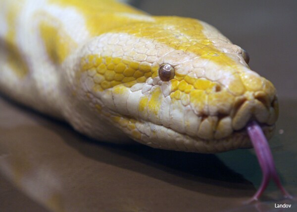 Burmese Python Fantasia, NYC's Favorite 23-Foot Albino, Dies at 20