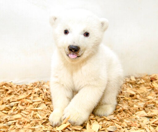 It's a Girl! Berlin Zoo's Baby Polar Bear Has 1st Checkup