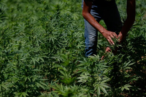 Growers Fret as Mexico Moves to Legalize Marijuana