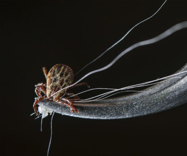 a tick is shown on a pair of tweezers