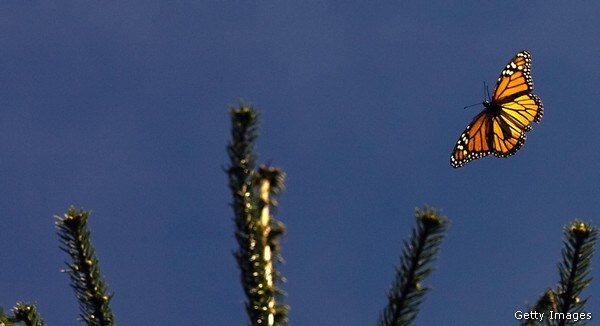 Monarch Butterflies' Migration to Mexico May Disappear