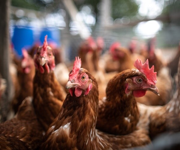 chickens hanging out in the roost