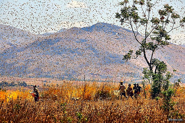 Plague of Locusts Threatens Island of Madagascar in Indian Ocean