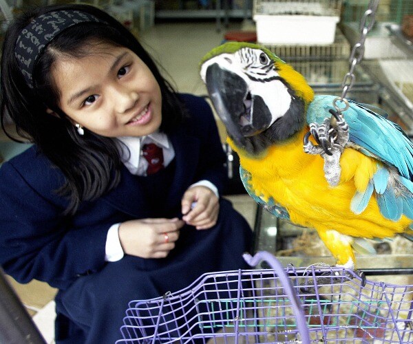 Hong Kong Health Officials Want Virus Victims' Pets Tested