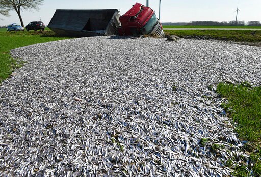 Germany: Truck Tips Over, Floods Field with Fish