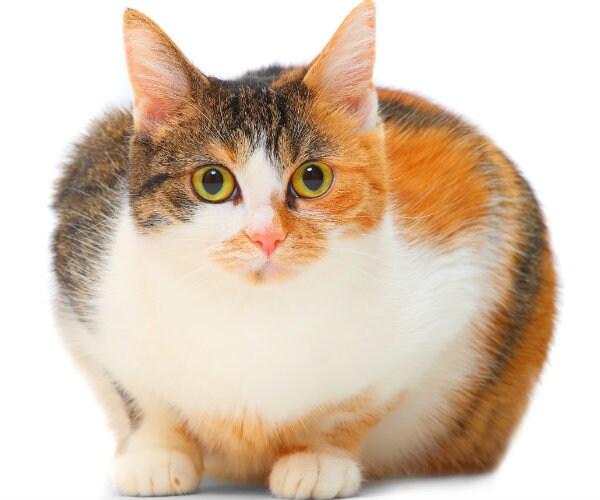 Pet Health: Should Your Fat Cat Go on a Diet?