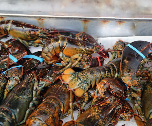Live Lobsters Dumped on Highway by Crash