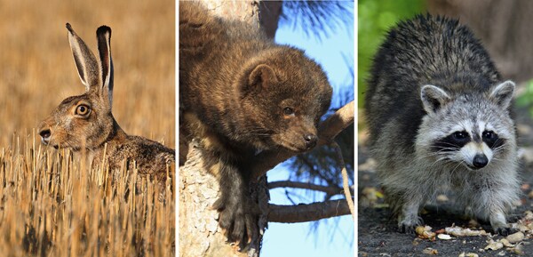 Hunting in Maryland: 3 Animals To Hunt in the Winter