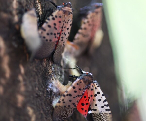 dead spotted lanternflies on a tree
