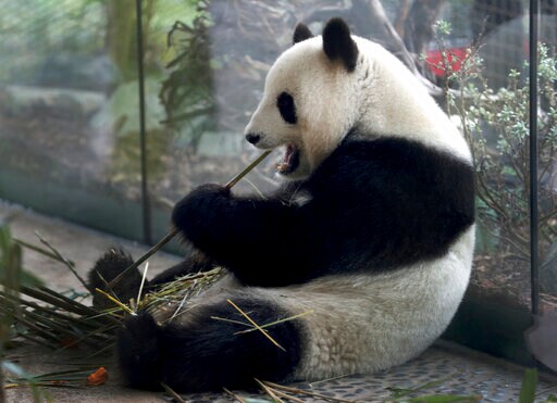 Berlin Expects: Zoo's Panda Pregnant, Birth Expected Soon