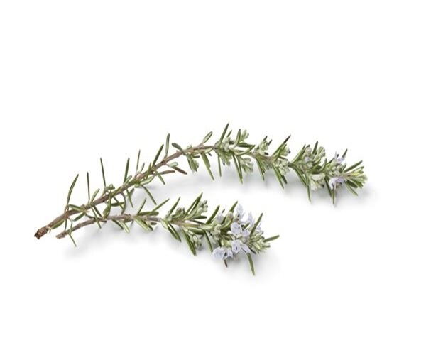 Sniffing Rosemary Improves Kids' Working Memory
