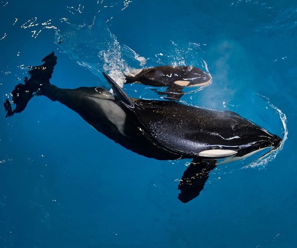 SeaWorld's Last Baby Orca Born in San Antonio