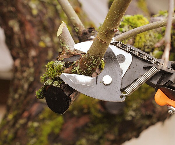 closeup of pruning shears and a tree limb