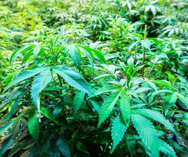 Rep. Joe Kennedy Reverses on Pot