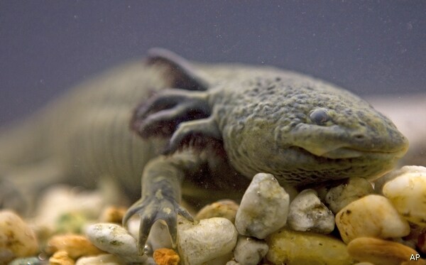 Mexico Water Monster No Longer Lurking in Floating Gardens?