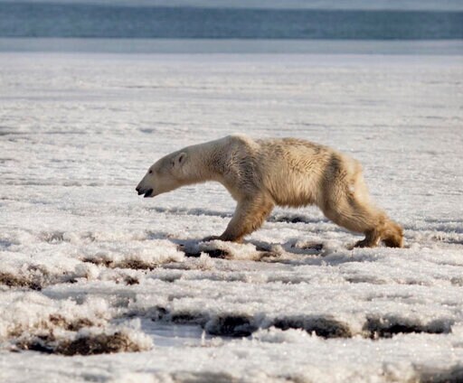 Polar Bear Gets Lost in Russia, Hundreds of Miles from Home