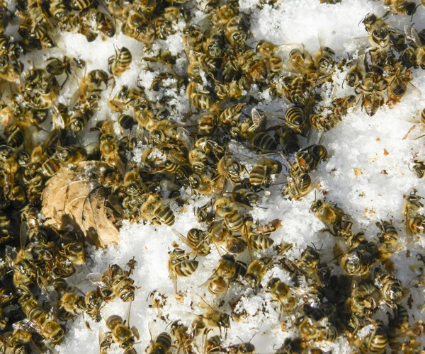 Iowa Boys Kill Bees: 500K Die in Snow After 50 Hives Kicked Over