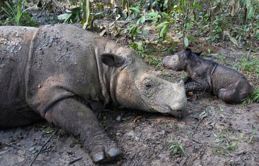 Endangered Sumatran Rhino Gives Birth in Indonesia
