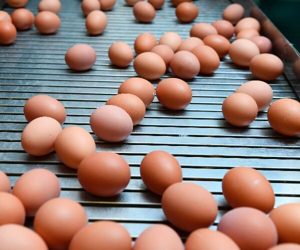 Texas Accuses Nation's Biggest Egg Producer of Pandemic Price Gouging