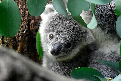 Koala Declared Endangered as Disease, Lost Habitat Take Toll