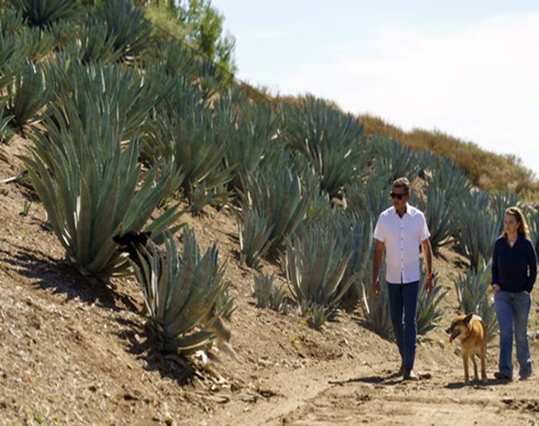 Californians bet Farming Agave for Spirits Holds Key to Weathering Drought and Groundwater Limits