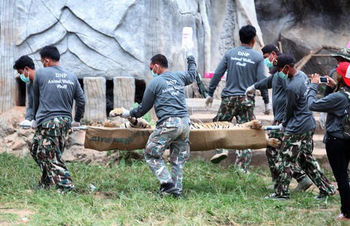 Thai Authorities Remove More Tigers from Buddhist Temple