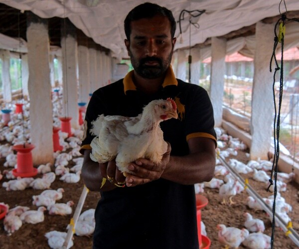 man wearing a polo shirt holds a chicken at a poultry farm