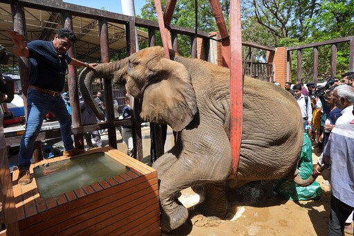 Foreign Veterinarians Save Sick Elephant at Pakistani Zoo