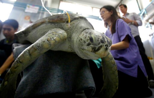 Sea Turtle Flaps Flippers in 1st Rehab Swim after Surgery