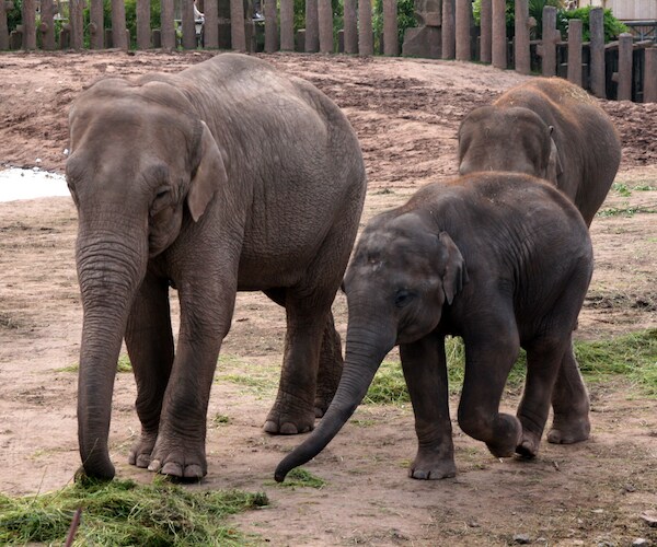 Elephant at Rohingya Camp Kills 2 in Bangladesh