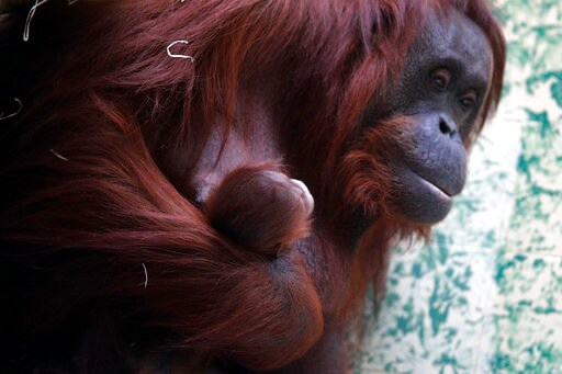 Paris Welcomes Rare Birth of Endangered Bornean Orangutan