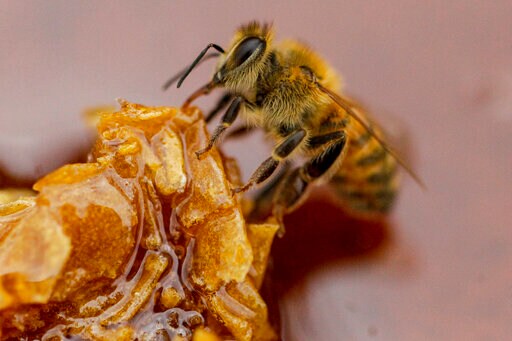 Drought, Pesticides Take a Toll on Chile's Crucial Honeybees