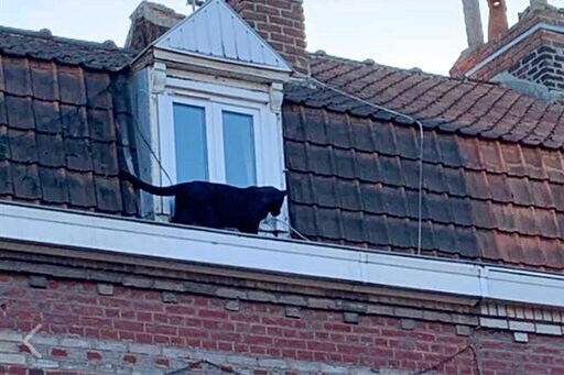 Cat Burglar: Black Panther Caught Prowling French Rooftops